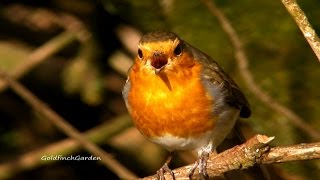 Robin Bird Singing a Beautiful Song  Birdsong  Wildlife in Cornwall [upl. by Ymereg]