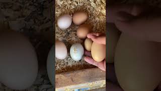 Sounds Of A Broody Hen With Her Weird Eggs hen chicken egg [upl. by Dich561]