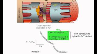 Sarcoplasmic reticulum Ca2 depletion in skeletal muscle  Robin and Allard [upl. by Justinian]