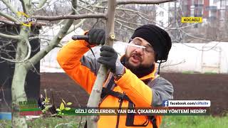 Meyve Ağaçlarında Yaz Budaması  BUDAMA AŞILAMA TEKNİKLERİ  Çiftçi TV [upl. by Larok]