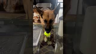 Sansa rescue GSD gently requesting you throw the ball 🎾 dog shorts ￼ [upl. by Atila]