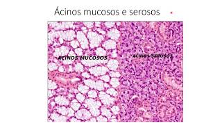 Histologia I  Demonstração prática  Epitélio Glandular [upl. by Cedar]