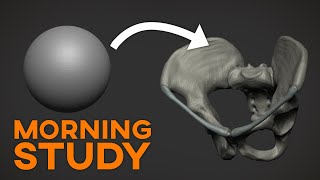 Quick Study  Sculpting study on the pelvis anatomy [upl. by Ailin554]