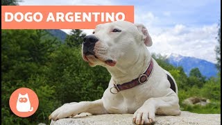 Dogo argentino  Características y adiestramiento [upl. by Mateo]