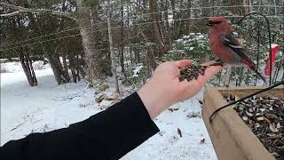 Scooping Pine Grosbeak December102020 [upl. by Anayd726]