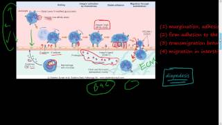 20  Acute Inflammation 2 of 3  Cellular Events  Leukocyte Recruitment diapedesis Selectin [upl. by Convery799]