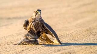 Lanner falcon [upl. by Enilada]