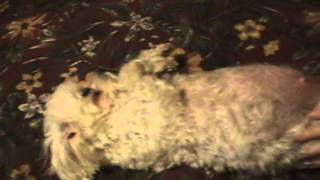 Amazing CloseUp Dog Birth [upl. by Notnelc608]