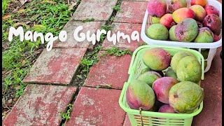 Guyanese Guruma [upl. by Goulder]