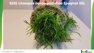 E220 Lilaeopsis novaezelandiae Epaqmat XXL [upl. by Worden13]