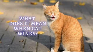 Cat Winking Why They Do It and What It Means  Why Does My Cat Wink at Me [upl. by Ecirbaf]