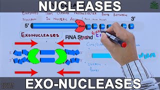 Nucleases  Exonucleases and Endonucleases [upl. by Alida43]