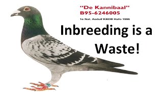 Inbreeding Racing PigeonsBig Waste of Time [upl. by Machos]