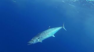 Key West Deep Sea Fishing for Blackfin Tuna Kingfish and Grouper [upl. by Munster]