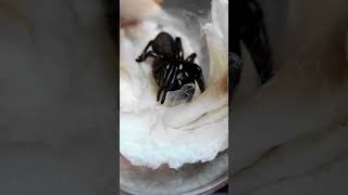 Deadly Funnel Web Spider Unboxing [upl. by Icats]