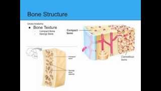 Bones and Skeletal Tissues [upl. by Quiteri]