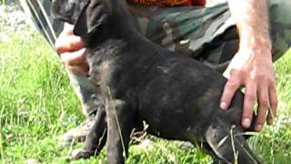 Srpski Odbrambeni Pas  Serbian Defance Dog [upl. by Nesnaj150]