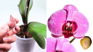 Just this one ingredient to have your orchid healthier and stronger [upl. by Aldos]