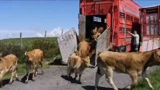 Transhumance Race Aubrac mei 2016 Montagne Pailherols RAULHAC Cantal [upl. by Inilahs]