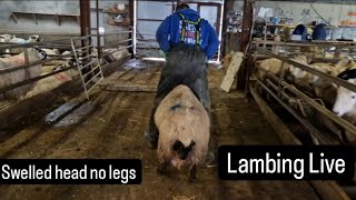 Lambing live footage lamb with massive head and no legs farm farming lambs tractors cows [upl. by Nylehtak23]