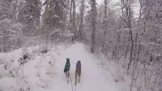 Relaxing winter dog sledding and skijoring in the forest and mountains [upl. by Seuqcaj]