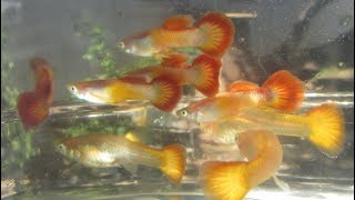 Changing My Guppy Cross Breeding Project by Breeding Red Versus Blue Males [upl. by Drogin390]