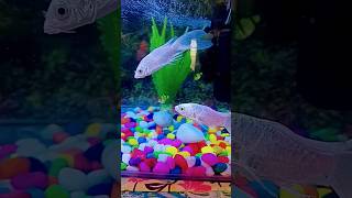 aquarium fish goldfish aquariumfish whitefish aquariumlife remix story music [upl. by Isabelita]