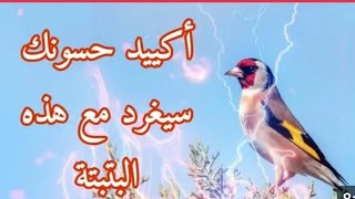 بتبتة الحسون فتاكة وفعالة في علاج صمت الحسون نداءات التزاوج فعالة 💯 في 💯 [upl. by Ahsitul]