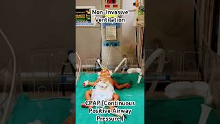 Non Invasive VentilationCPAPshorts ytshorts Nursing knowledge with wisdom [upl. by Lleihsad620]