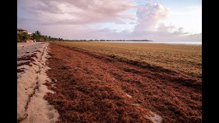 Sargassum Cleanup 2023 [upl. by Launame]