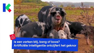 Onderzoekers begrijpen emoties van varkens met hulp van AI [upl. by Urbani585]