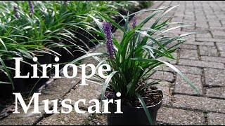 Liriope Muscari or Lily Turf ✽ Brief Visual Overview [upl. by Hceicjow759]