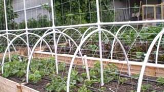 Growing melons vertically on a trellis the Square foot gardening way [upl. by Ylrahc972]