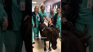 Faith and Ninja brought joy and healing to AdventHealth Wesley Chapel 🐴💖 [upl. by Arytahs]