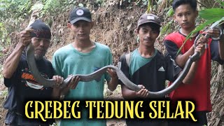 Ular Tedung Selar Melingkar di Pohon Bambu [upl. by Henriques]