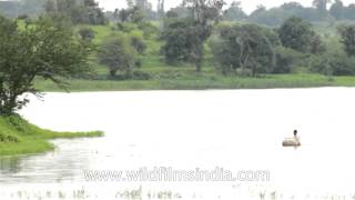 Birds den at Darna water reservoir in Maharashtra [upl. by Ilaw]