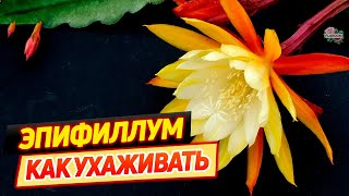 Как правильно ухаживать за Эпифиллумом чтобы он зацвел [upl. by Tekcirk]