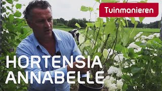 Hortensia Annabelle snoeien hoe doe je dat  Tuinmanieren [upl. by Akeme448]