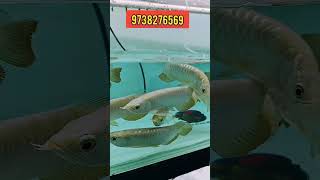 Life Style Aqua Biggest Arowana Farm in india [upl. by Madden747]