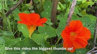 Delight in Trailing Nasturtiums  Garden TourBlissful Spaces [upl. by Harraf940]