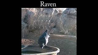 Raven at the water tank raven wildlife birds [upl. by Aryajay]