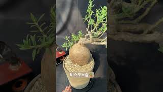 파키포디움 비스포노슘 Pachypodium bispinosium 아프리카식물 반려식물 구근식물 plants caudex [upl. by Mchail]