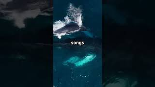 5 MindBlowing Facts Part 131 The Language of Whales [upl. by Dleifxam589]