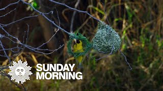 Nature Weaver birds in South Africa [upl. by Ambrose]