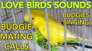 budgies mating call sounds  love birds mating call sounds  parakeets mating call sounds  animals [upl. by Giana]