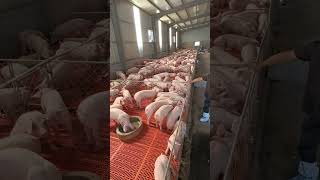 Pig Farm Video viral viralvideo short shortvideo pig boar pigfarmvideo wildlife [upl. by Bishop]