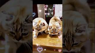 2 Cute Chubby Cats Playing on Table katten cat funny funny katze kitten cute [upl. by Hilliary]