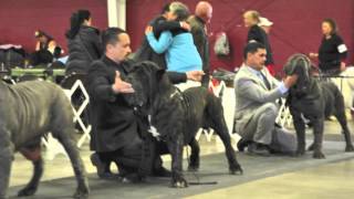 Neapolitan mastiff American Molossus Champion [upl. by Gettings]