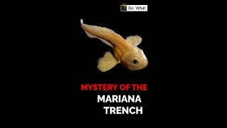 Mystery Of The Mariana Trench [upl. by Glenda]