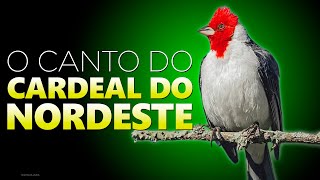 Descubra o Canto Incrível do CARDEAL DO NORDESTE Você Vai Se Surpreender [upl. by Yvonner]